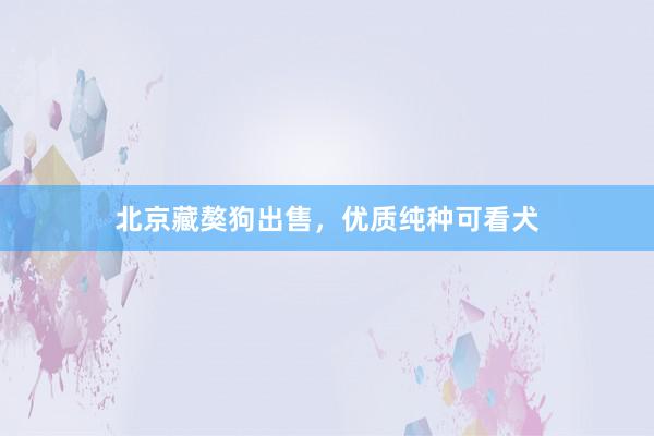北京藏獒狗出售，优质纯种可看犬
